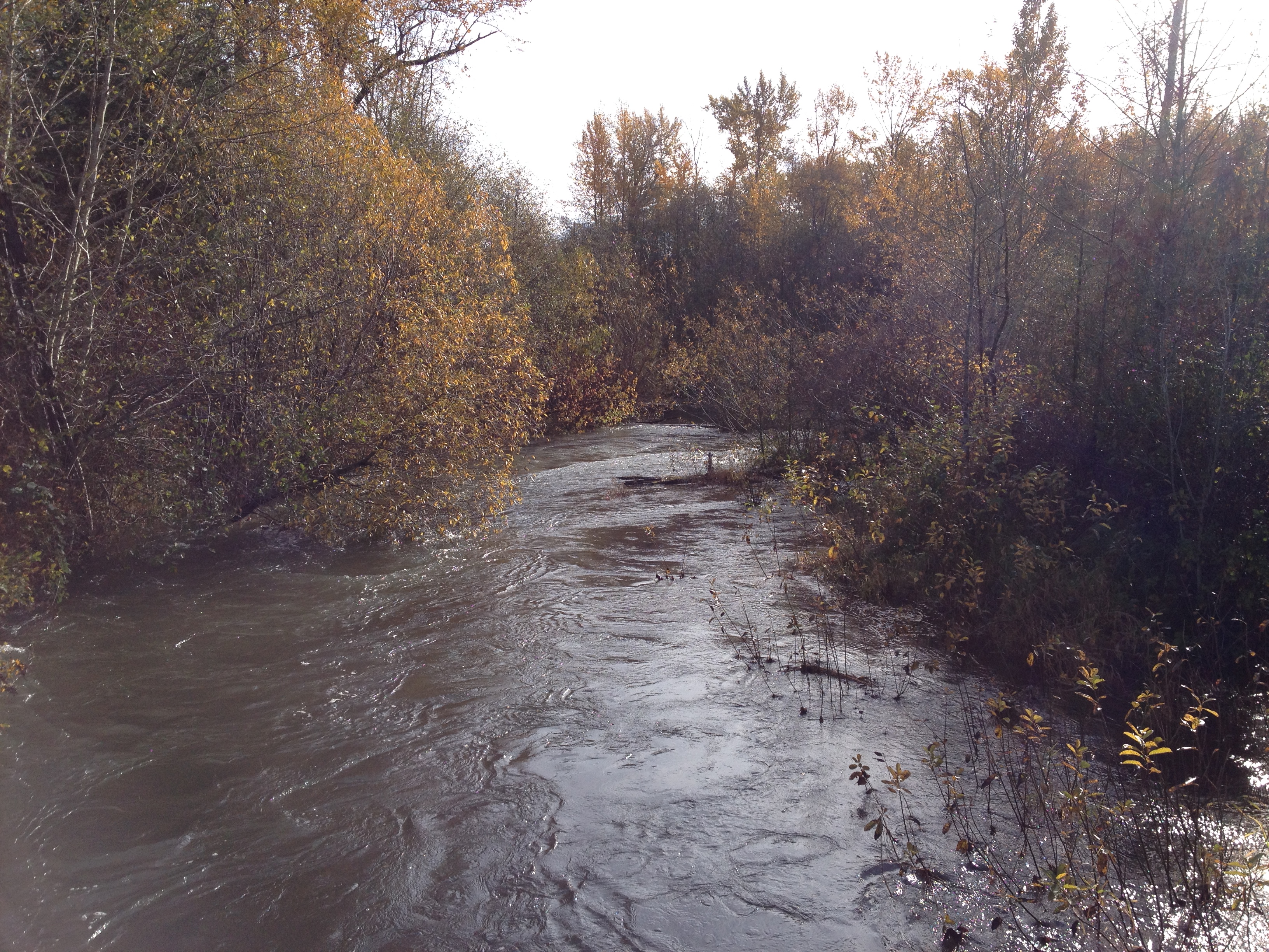 Whatcom Creek from the Racine Street Bridge