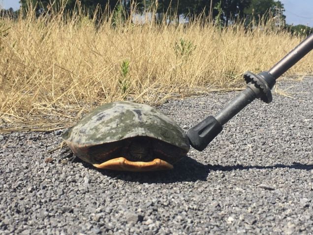 Shy snapping turtle