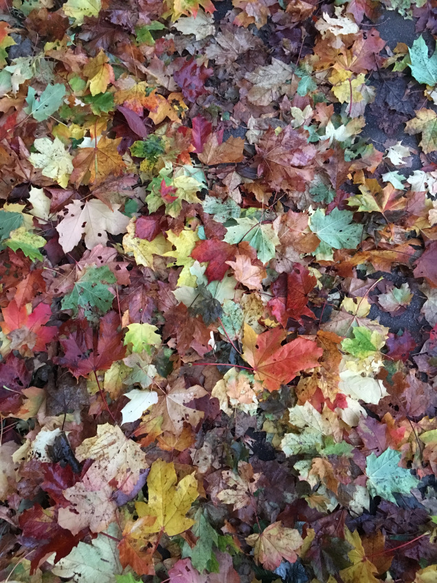 Fall Leaves 