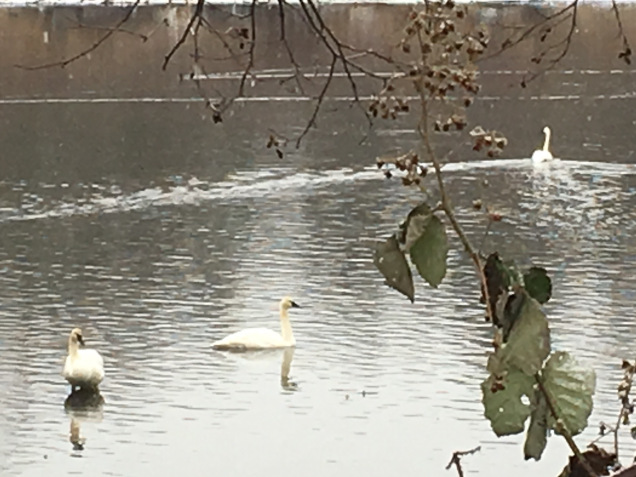 Swans