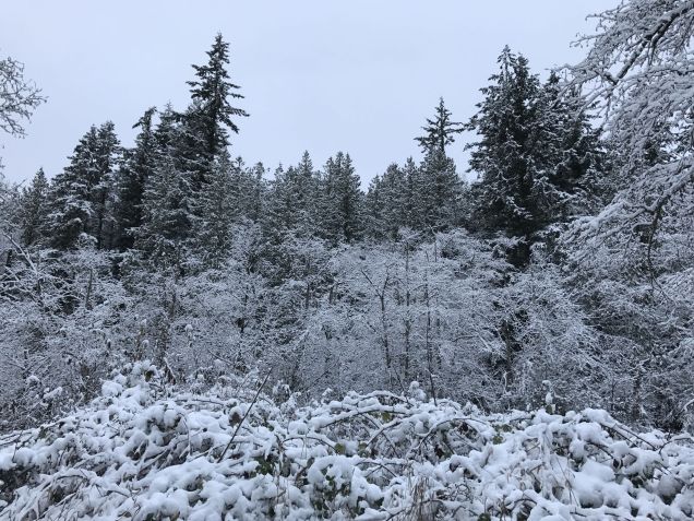 Snowy trees