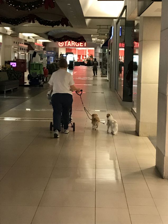 This gal pushed a stroller with her two dogs. Sometimes they walked and sometimes they strolled.