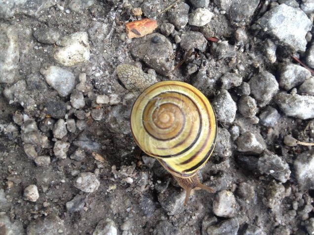 Yellow spiral snails