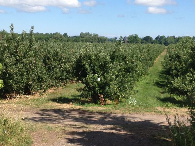 Apple Orchard