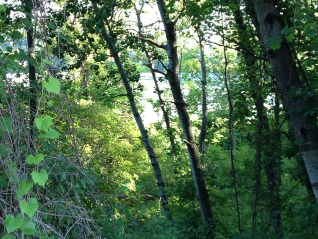 The light green through the trees is cabbage