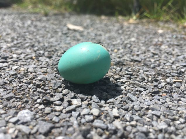Robin Egg