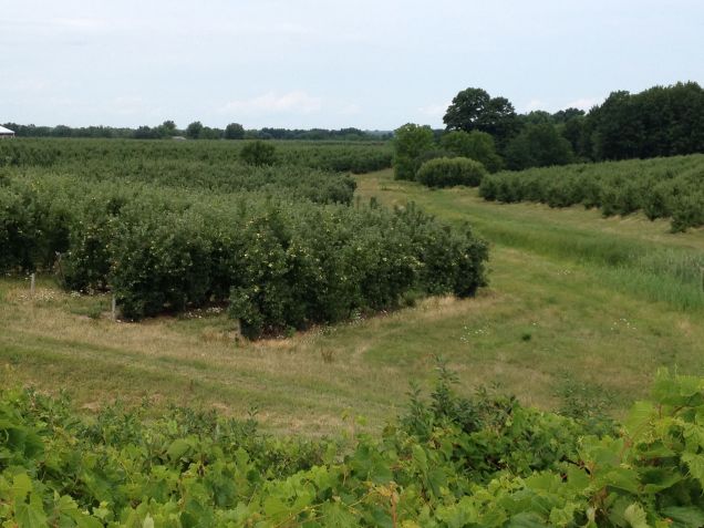 Apples in Northwest NY State