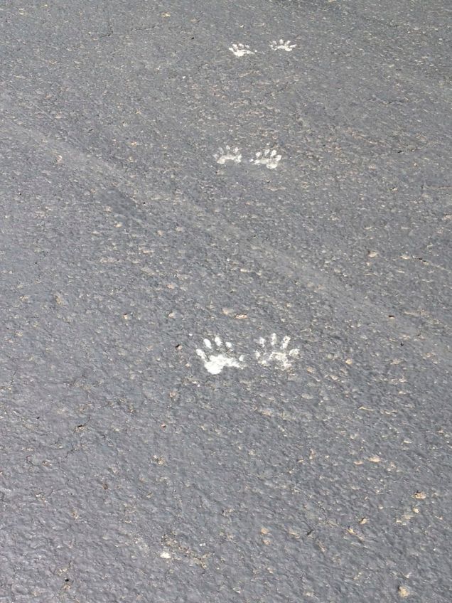 The cutest footprints in the world! What made them?!
