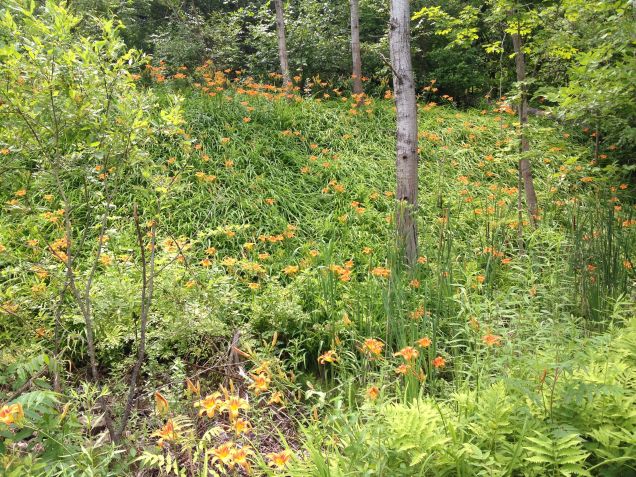 Day Lilies