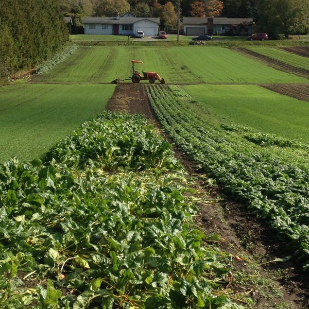 Wintering fields at Joe's Garden, Bellingham, WA