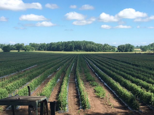 Tomato field in Upstate NY. Note the meticulous staking of the plants