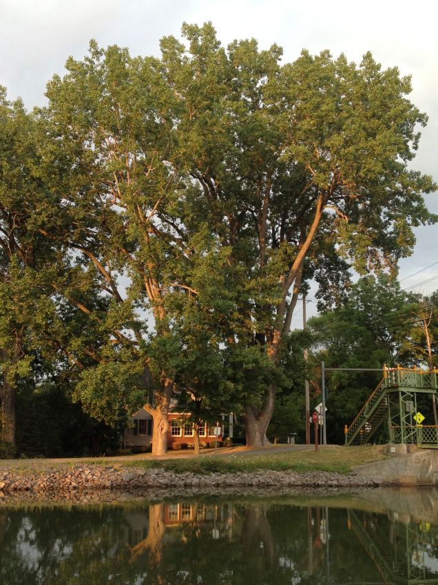 Massive Tree at Holley, NY. The house below is two-story and the tree just towers above it.