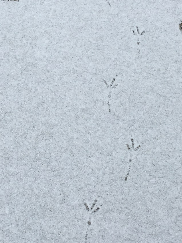 Another walker in the park...